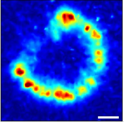 Fluctuation-Based Super-Resolution Traction Force Microscopy