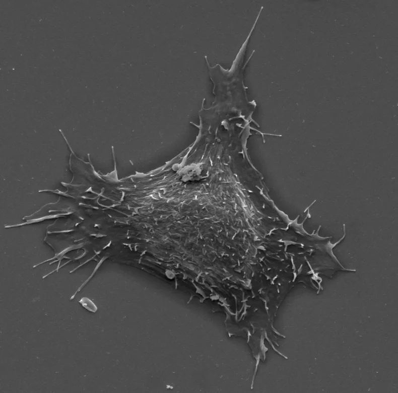 Myosin-X and talin modulate integrin activity at filopodia tips