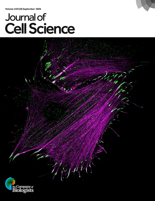 Journal of Cell Science, September 2026. An osteosarcoma cell visualised by structured illumination microscopy: actin in magenta, paxillin in green and myosin-X in cyan. See the article by A. Popović et al. (jcs265278).