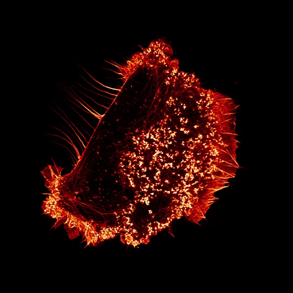 Microscopy image from the Cell Migration Lab