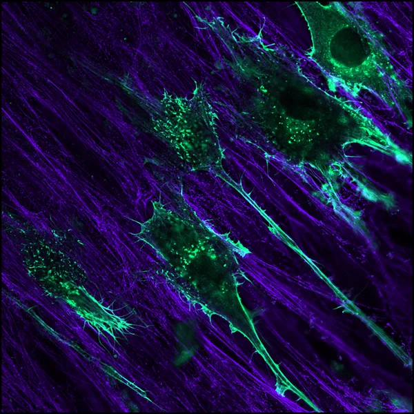 Microscopy image from the Cell Migration Lab
