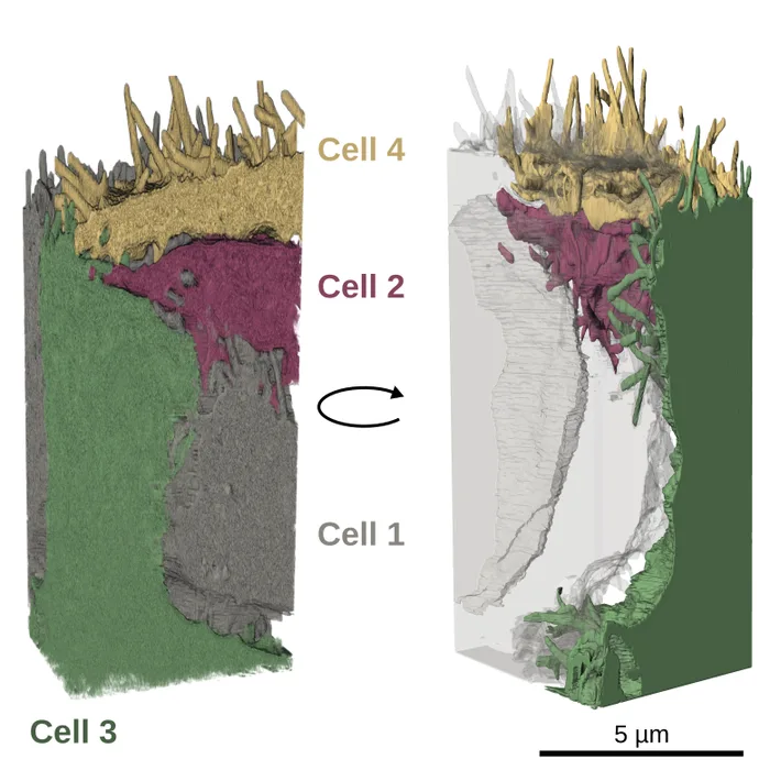 Filopodia-mediated trans-endocytosis