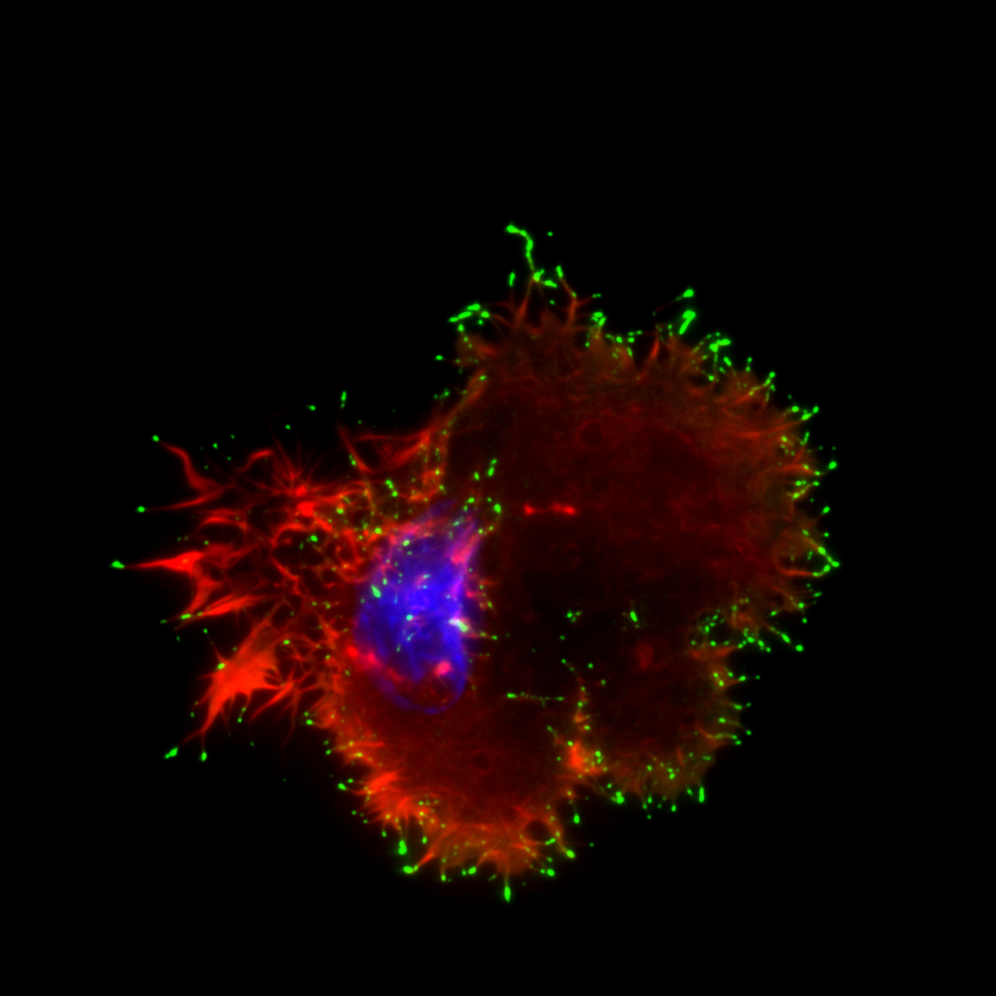Gallery – CELL MIGRATION LAB