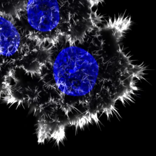 News – CELL MIGRATION LAB