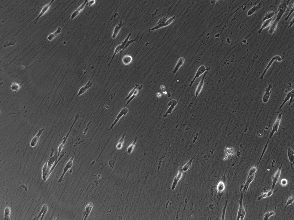 Produce cell-derived matrices for migration&nbsp;studies